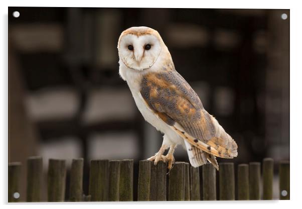 Barn Owl Acrylic by David Hare