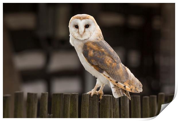 Barn Owl Print by David Hare