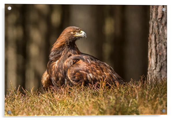 Golden Eagle Acrylic by David Hare