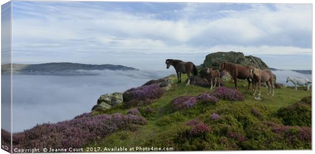 Ponies on Mount Conwy, Wales. Canvas Print by Joanne Court