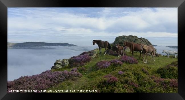 Ponies on Mount Conwy, Wales. Framed Print by Joanne Court