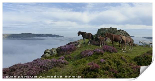 Ponies on Mount Conwy, Wales. Print by Joanne Court