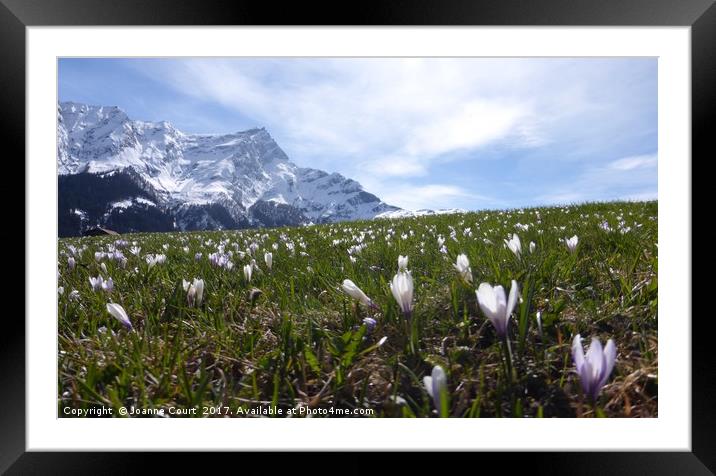 Swiss alps with crocuses. Framed Mounted Print by Joanne Court
