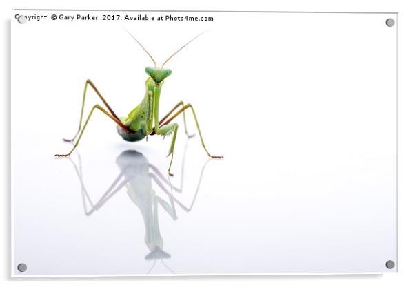 Giant Asian Mantis with Reflection - High Key Acrylic by Gary Parker