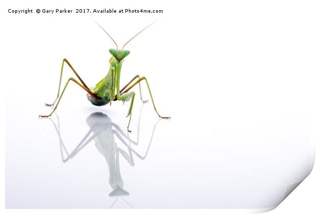 Giant Asian Mantis with Reflection - High Key Print by Gary Parker