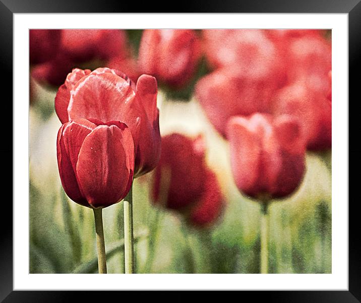 Tulips in the Park Framed Mounted Print by Jeni Harney