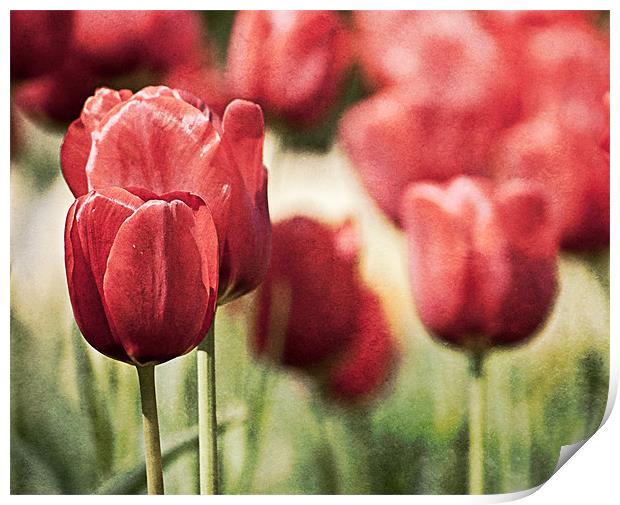 Tulips in the Park Print by Jeni Harney