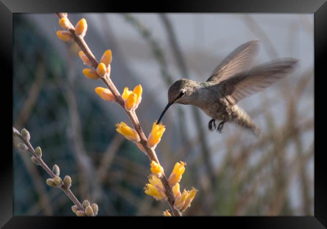 Hummingbird Feeding Framed Print by Janet Mann