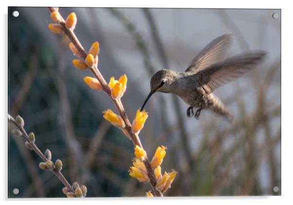 Hummingbird Feeding Acrylic by Janet Mann