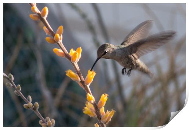 Hummingbird Feeding Print by Janet Mann