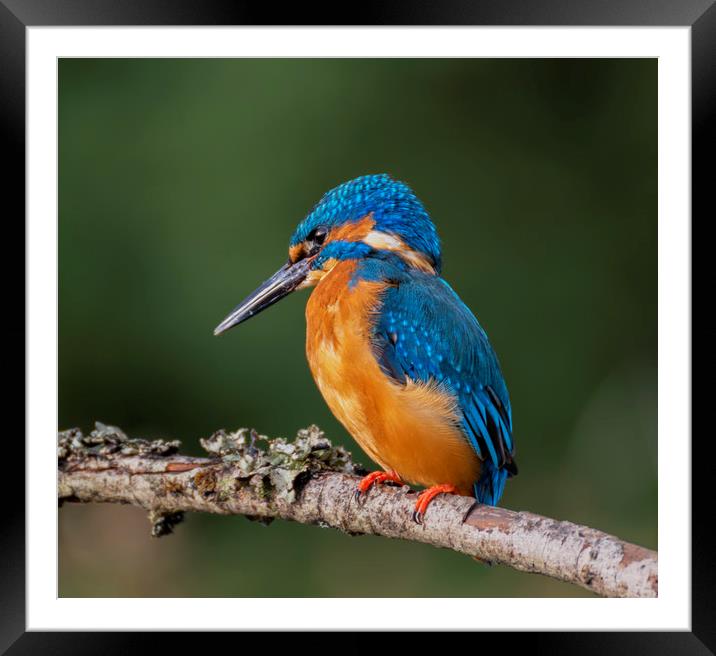 Kingfisher Framed Mounted Print by Angela H