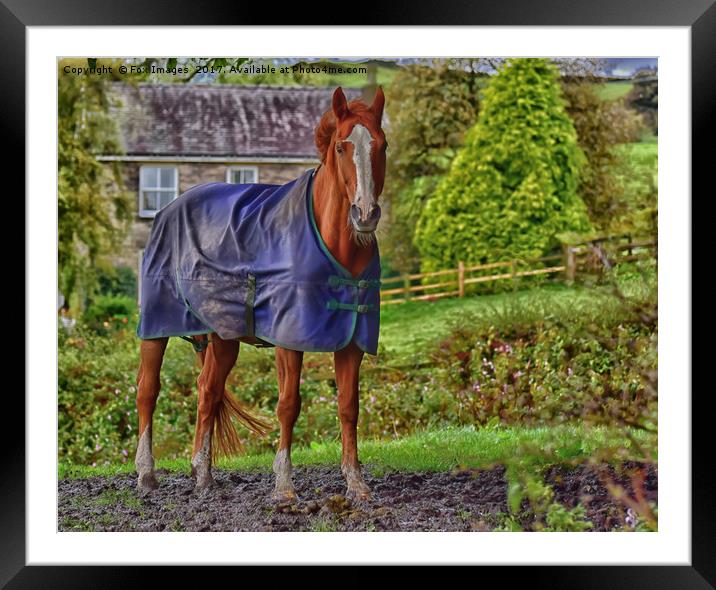 Horse in the Countryside Framed Mounted Print by Derrick Fox Lomax