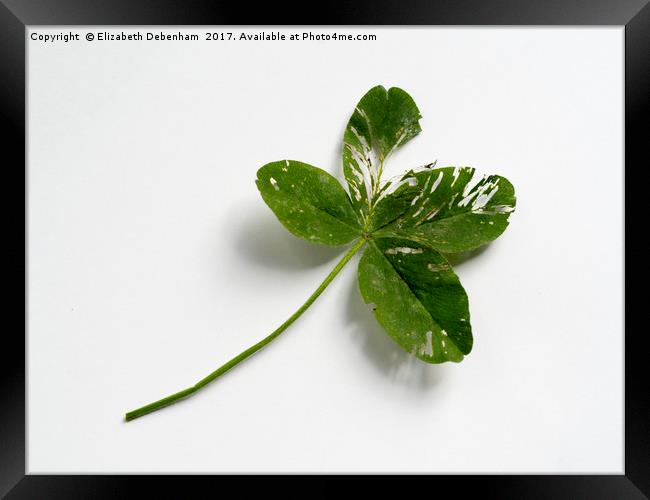 Four leaf clover Framed Print by Elizabeth Debenham