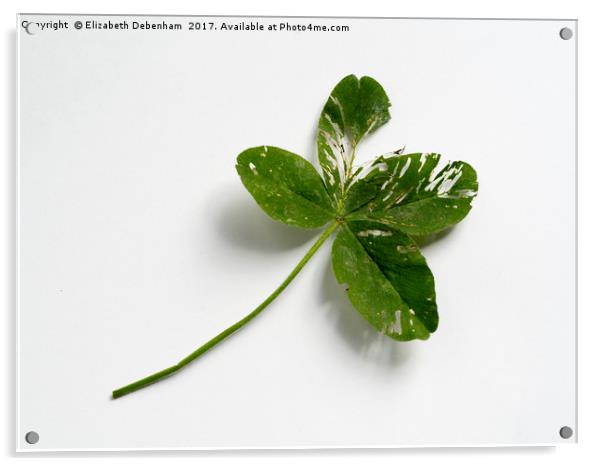 Four leaf clover Acrylic by Elizabeth Debenham
