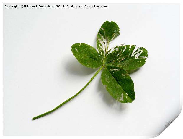 Four leaf clover Print by Elizabeth Debenham