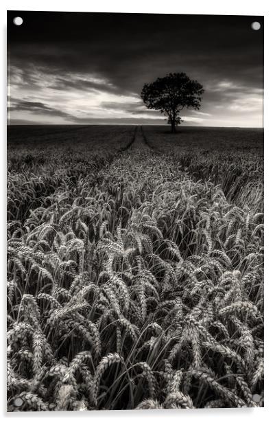 The Wheatfield Acrylic by Paul Andrews