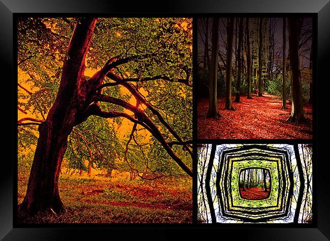Autumn Collage Framed Print by Ian Jeffrey