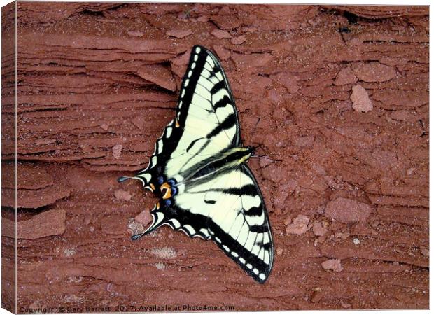 Tiger Swallowtail Butterfly Canvas Print by Gary Barratt