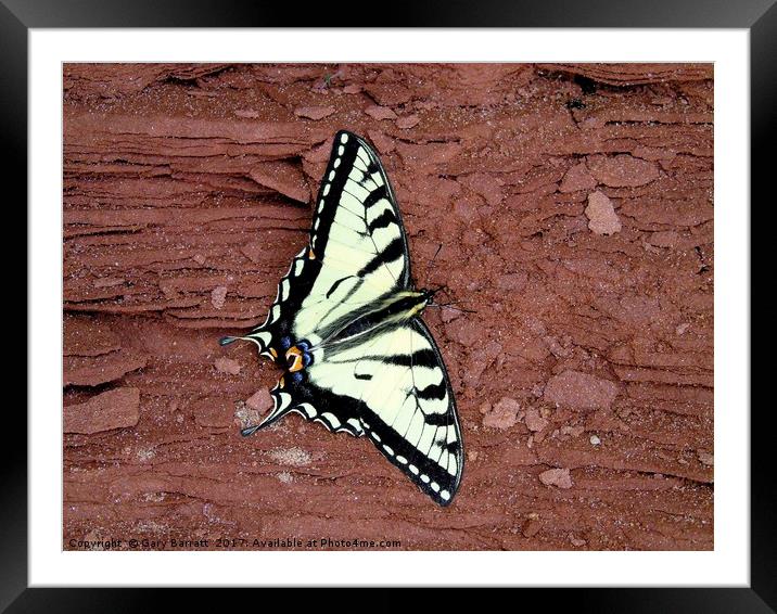 Tiger Swallowtail Butterfly Framed Mounted Print by Gary Barratt