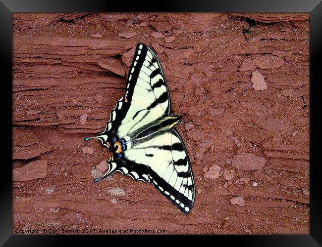 Tiger Swallowtail Butterfly Framed Print by Gary Barratt