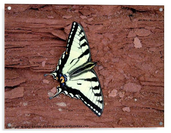 Tiger Swallowtail Butterfly Acrylic by Gary Barratt