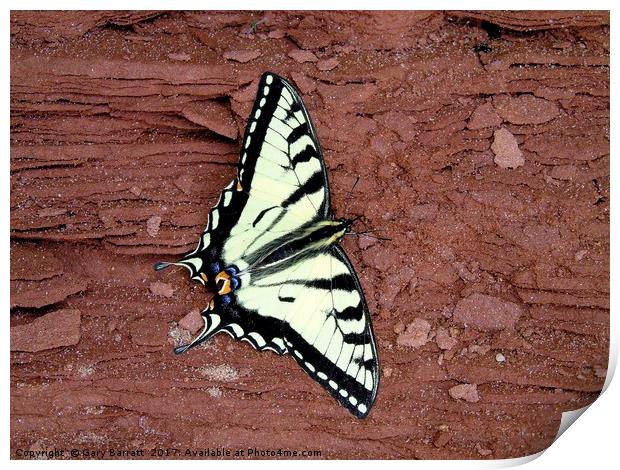 Tiger Swallowtail Butterfly Print by Gary Barratt