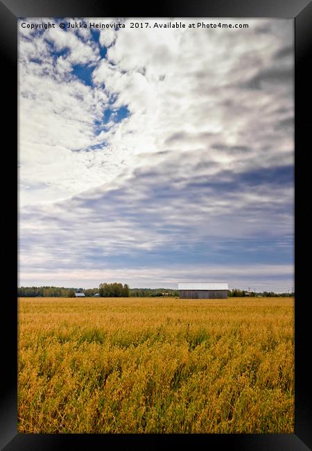 Clouds Over The Oat Fields Framed Print by Jukka Heinovirta