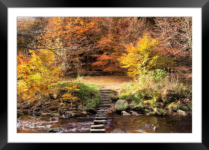 Autumn Colours  Framed Mounted Print by Irene Burdell