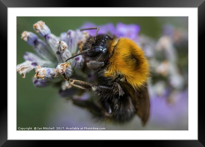 Bees Knees Framed Mounted Print by Ian Mitchell