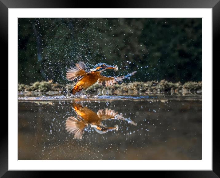 Kingfisher with fish Framed Mounted Print by Angela H