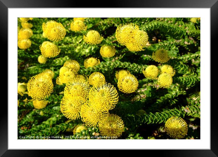 Yellow Cape Flowers Framed Mounted Print by George Haddad