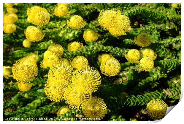 Yellow Cape Flowers Print by George Haddad