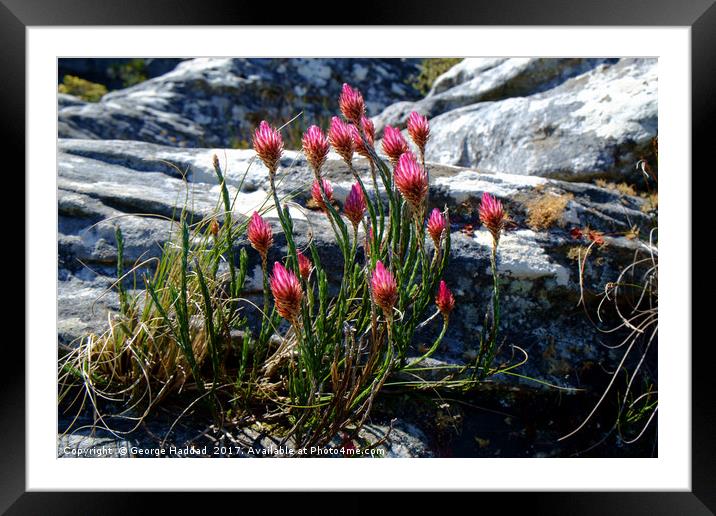 Wild flowers on Table Mountain, cape Town. Framed Mounted Print by George Haddad