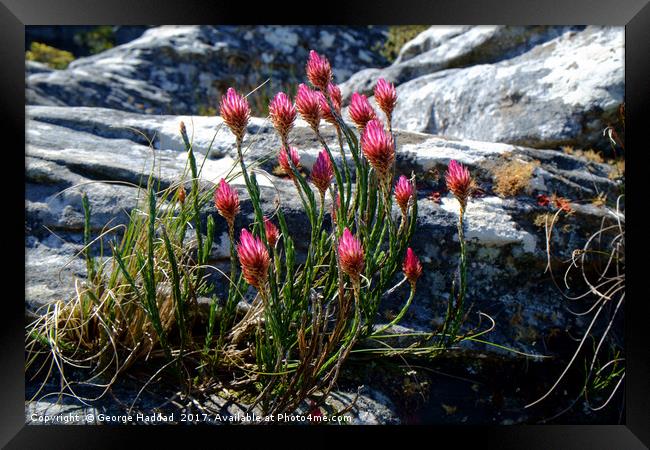 Wild flowers on Table Mountain, cape Town. Framed Print by George Haddad