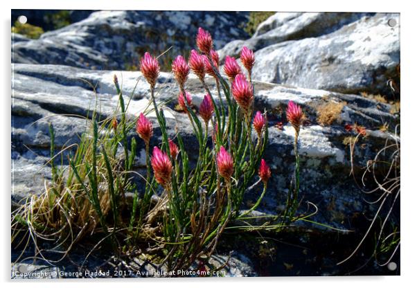 Wild flowers on Table Mountain, cape Town. Acrylic by George Haddad