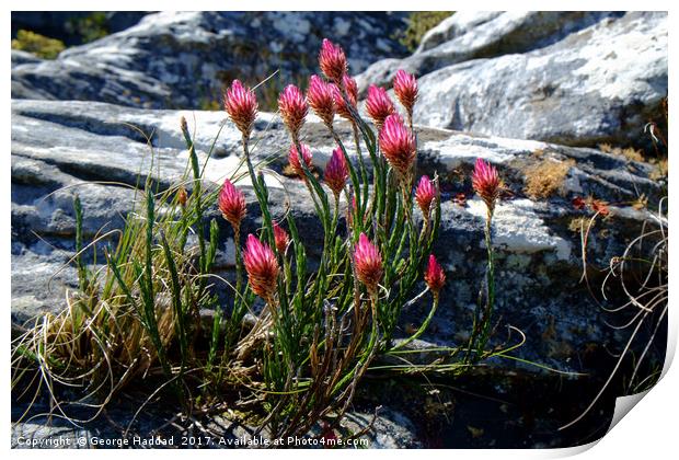 Wild flowers on Table Mountain, cape Town. Print by George Haddad