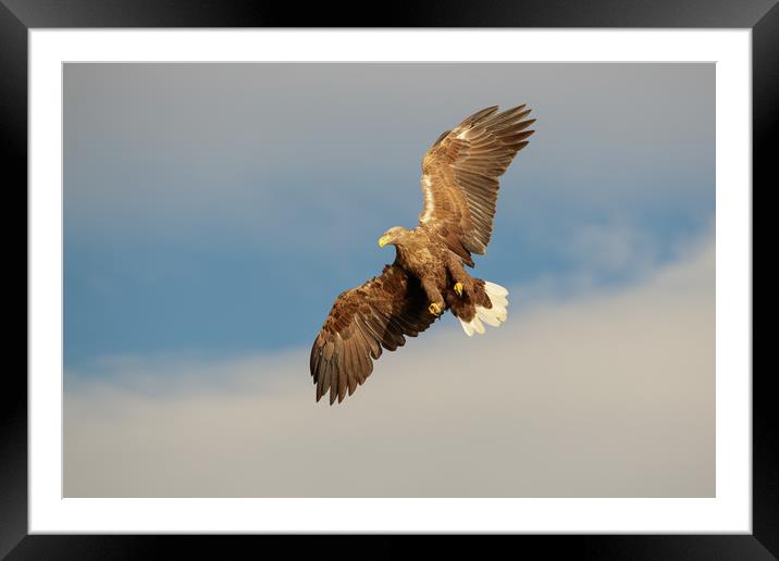 White-tailed Eagle Framed Mounted Print by Natures' Canvas: Wall Art  & Prints by Andy Astbury