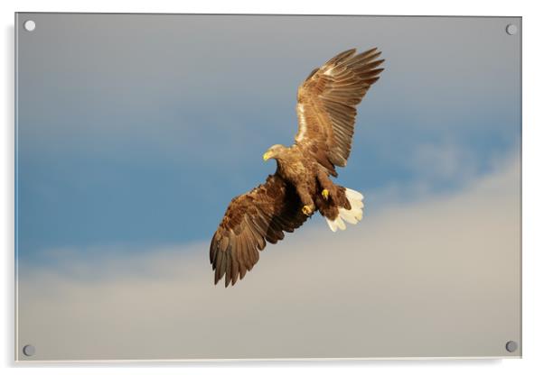 White-tailed Eagle Acrylic by Natures' Canvas: Wall Art  & Prints by Andy Astbury