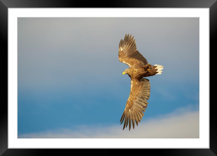 White-tailed Eagle Framed Mounted Print by Natures' Canvas: Wall Art  & Prints by Andy Astbury