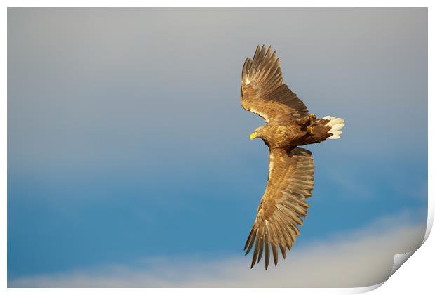 White-tailed Eagle Print by Natures' Canvas: Wall Art  & Prints by Andy Astbury