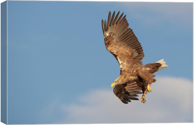 White-tailed Eagle Canvas Print by Natures' Canvas: Wall Art  & Prints by Andy Astbury