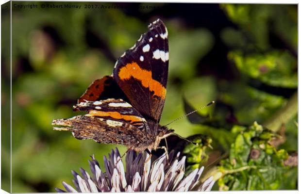Red Admiral 2 Canvas Print by Robert Murray