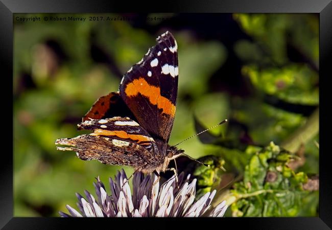 Red Admiral 2 Framed Print by Robert Murray