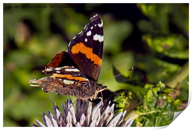 Red Admiral 2 Print by Robert Murray