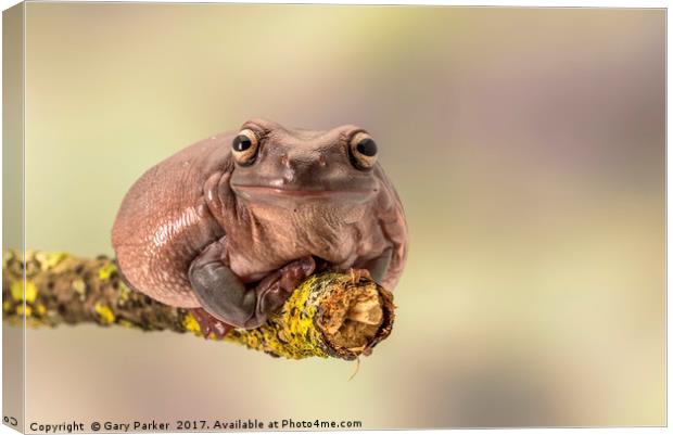 White's tree frog. Also known as the dumpy frog  Canvas Print by Gary Parker
