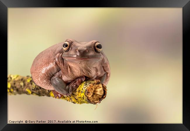 White's tree frog. Also known as the dumpy frog  Framed Print by Gary Parker