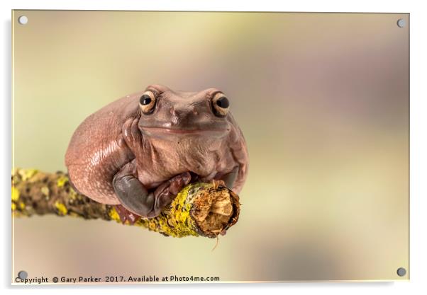 White's tree frog. Also known as the dumpy frog  Acrylic by Gary Parker