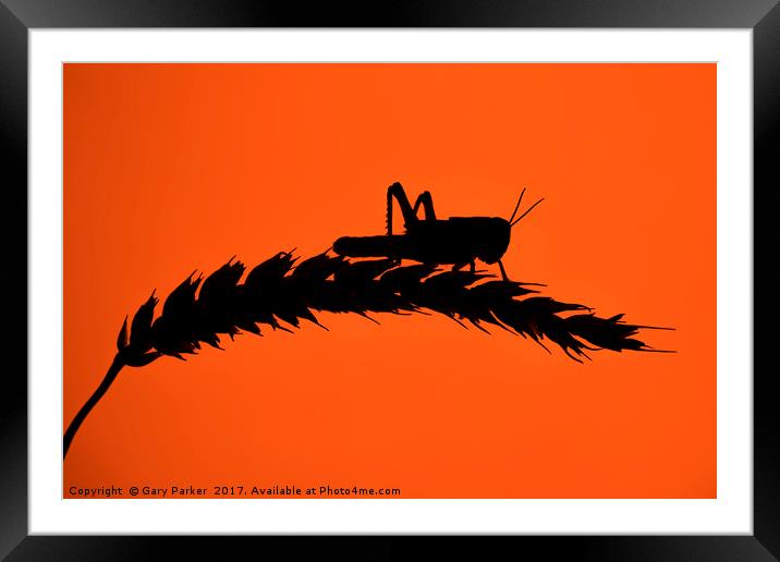 Desert Locust silhouetted against a red sun Framed Mounted Print by Gary Parker
