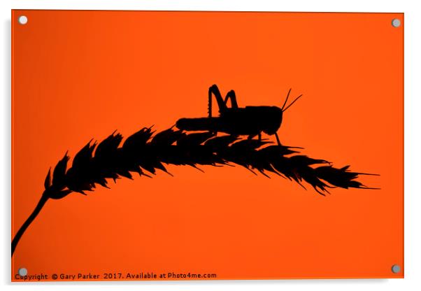 Desert Locust silhouetted against a red sun Acrylic by Gary Parker