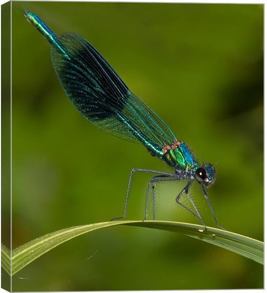 Banded Damselfly Canvas Print by Mike Sherman Photog
